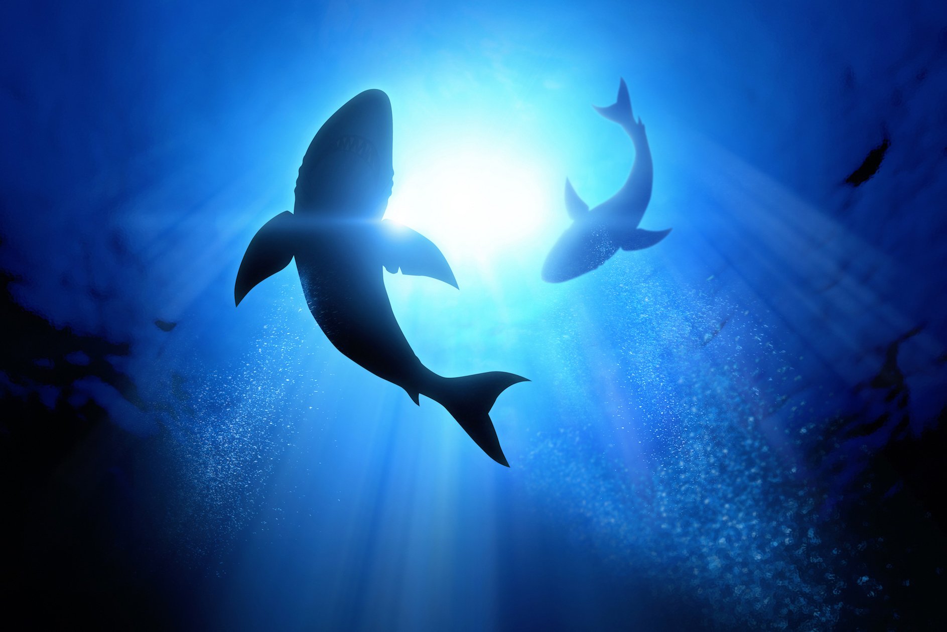 How sharks ‘hear’ their prey’s heartbeat, and why it’s important