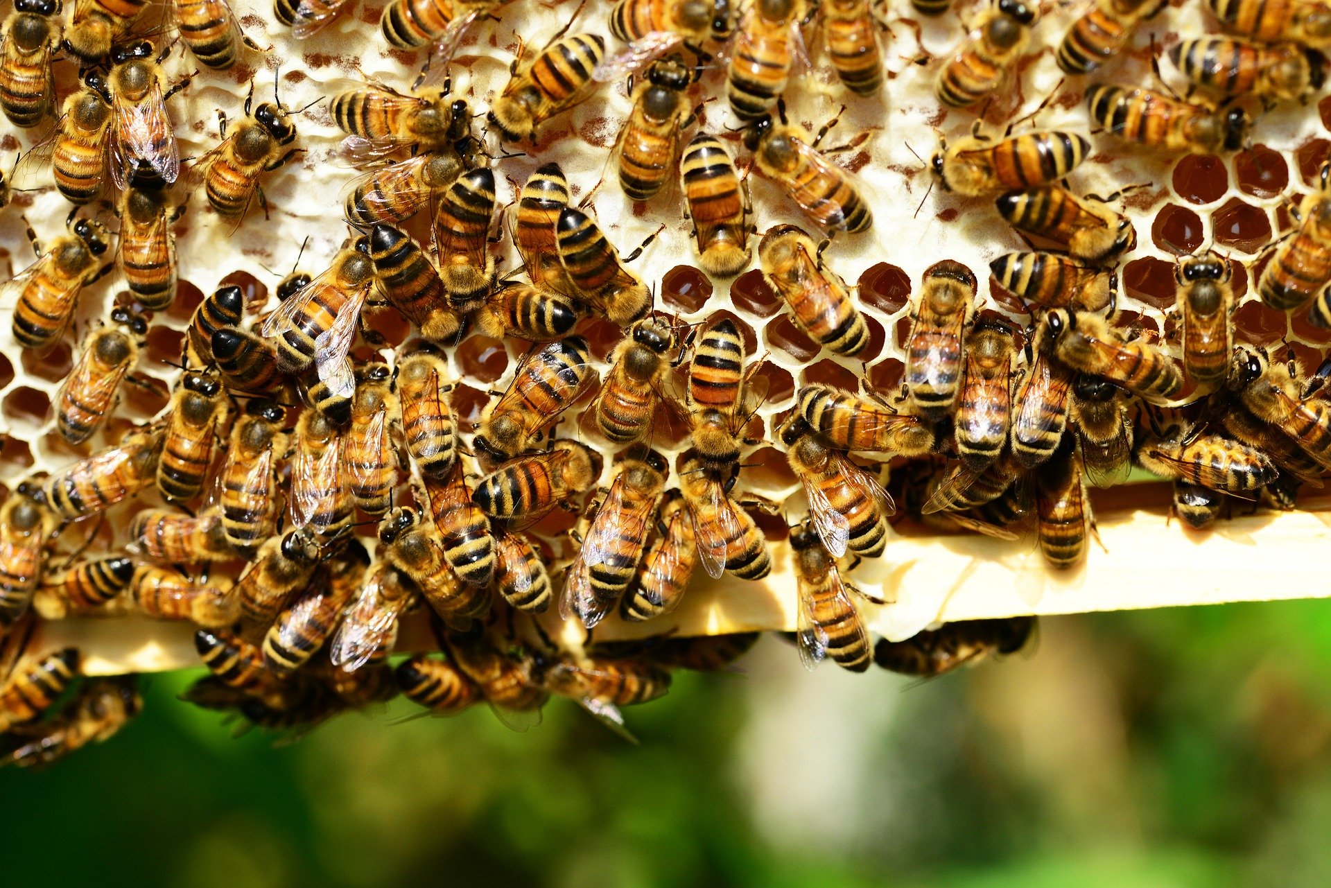 Scientists learn how to breed disease-resistant superbees