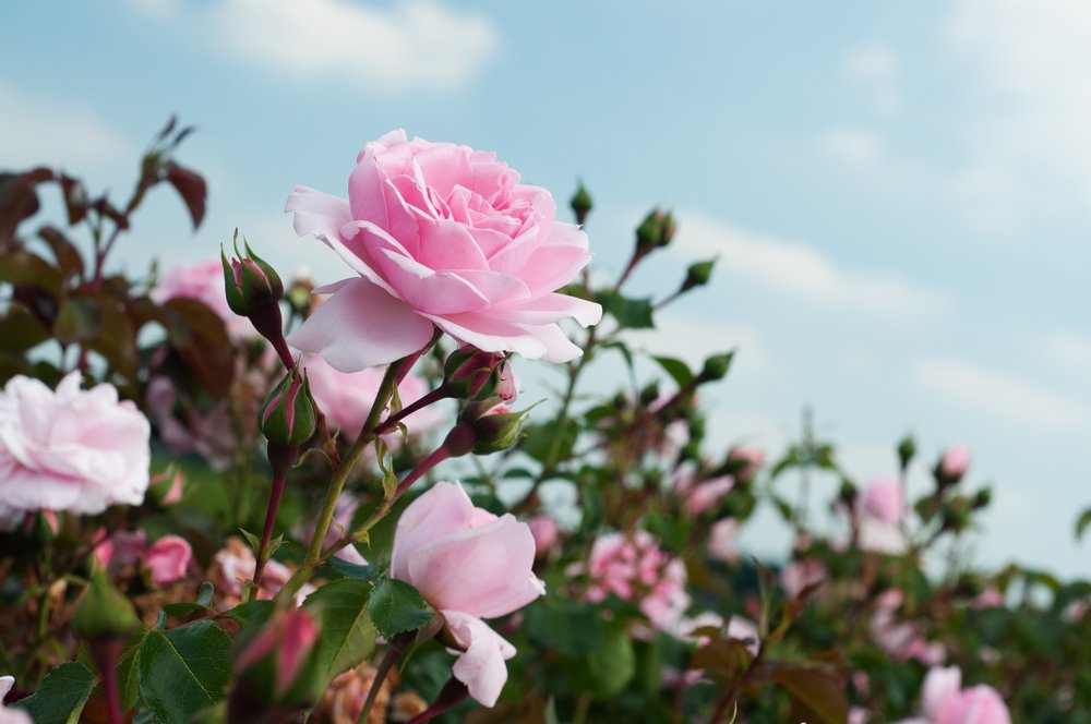 Smell walking helps build maps, fight air pollution