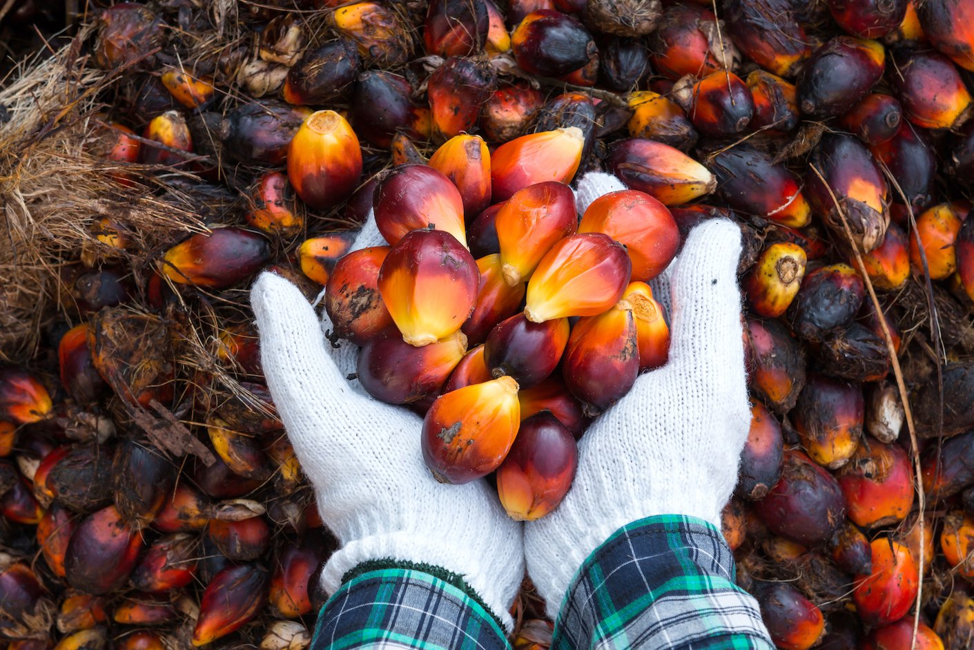 Palm Oil Done Right