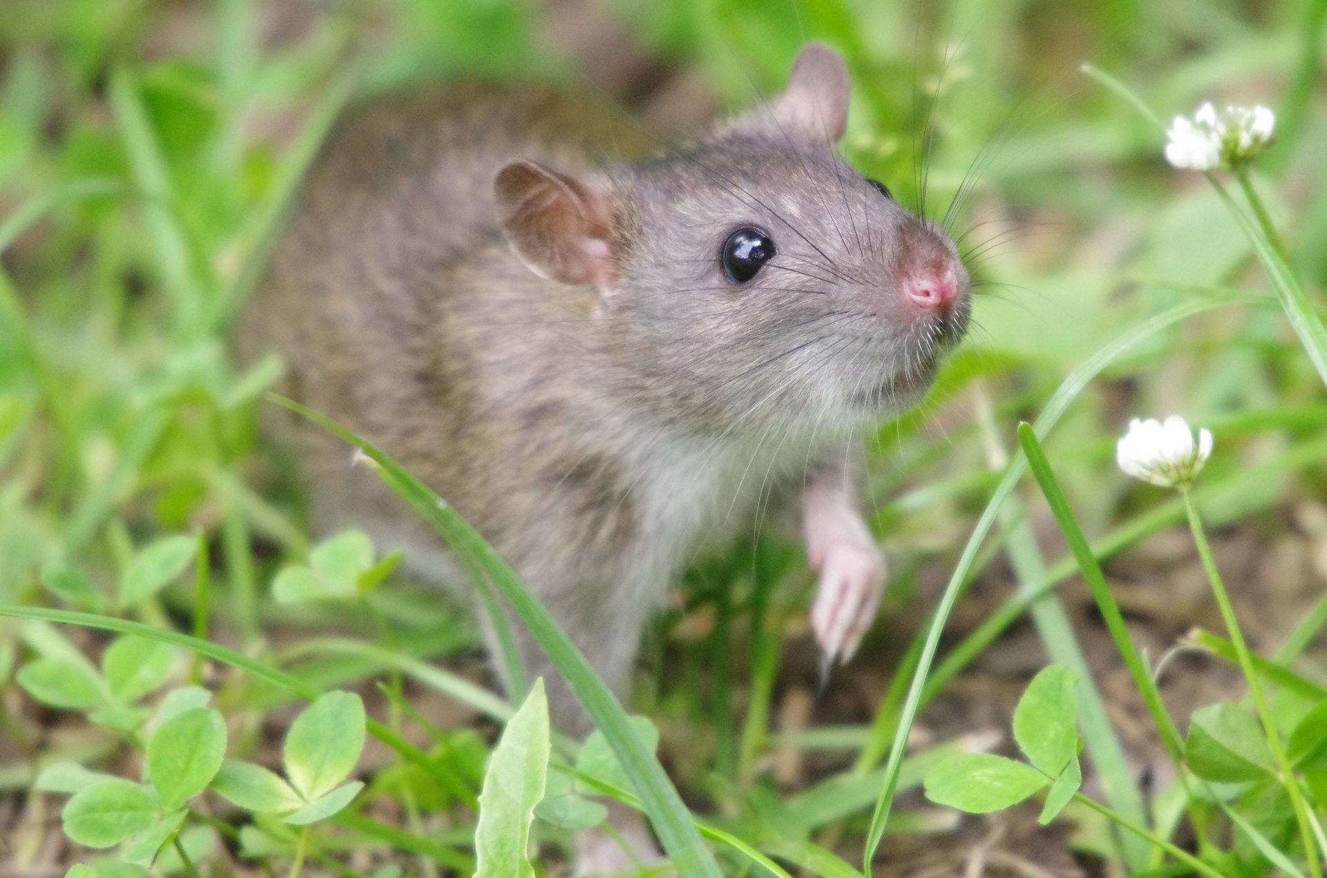 Rats have infested the world’s islands