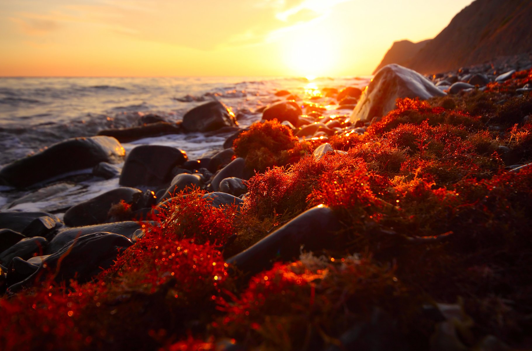 Plant fossil dates complex life back another 400 million years