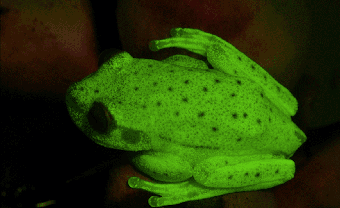 The colorful hidden life of the polka dot tree frog