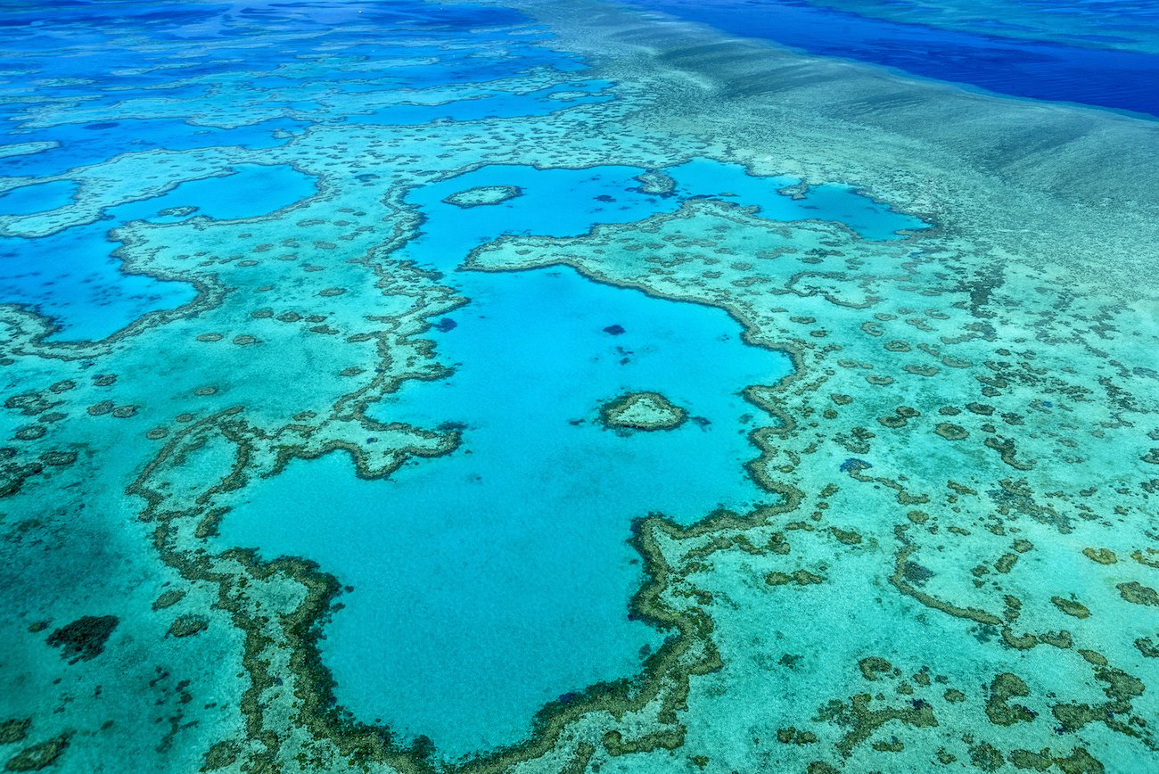 Half of the world's coral is now dead