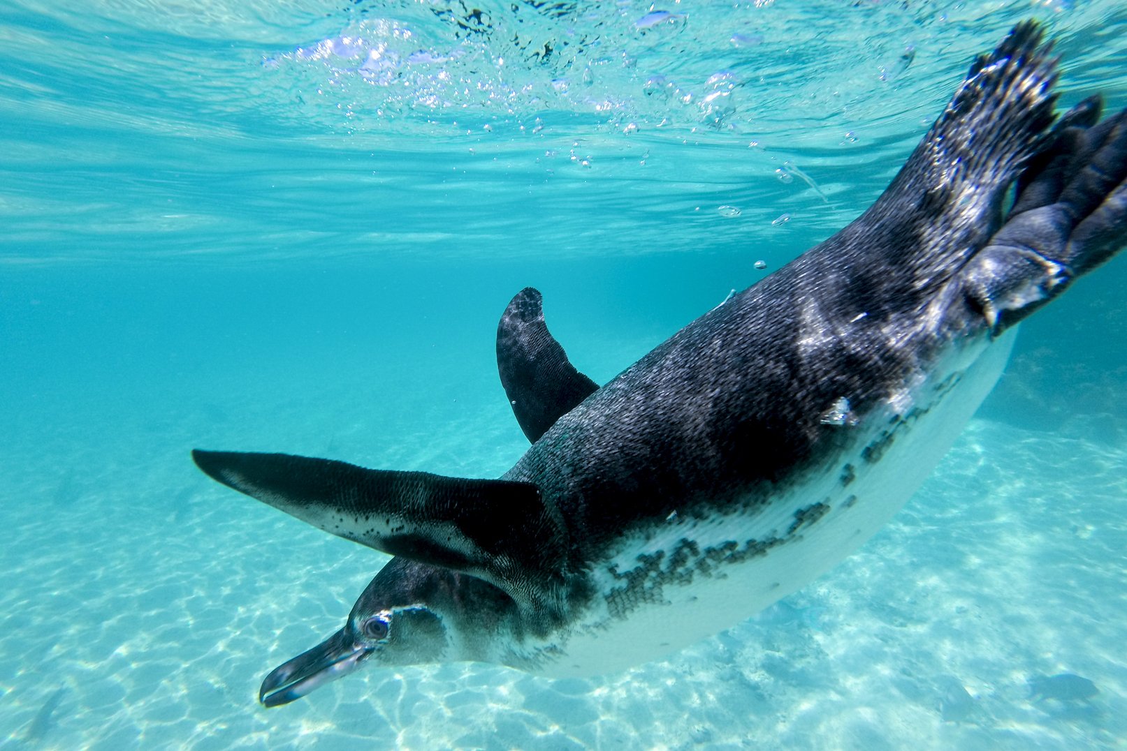 Just like millennials, grown penguins still mooch off parents
