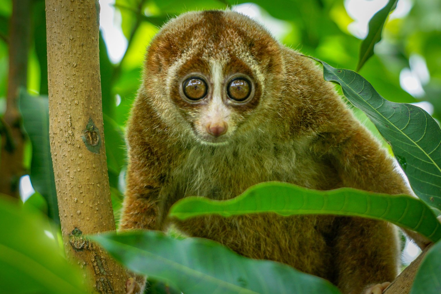 Do mammals shrink when the planet warms?