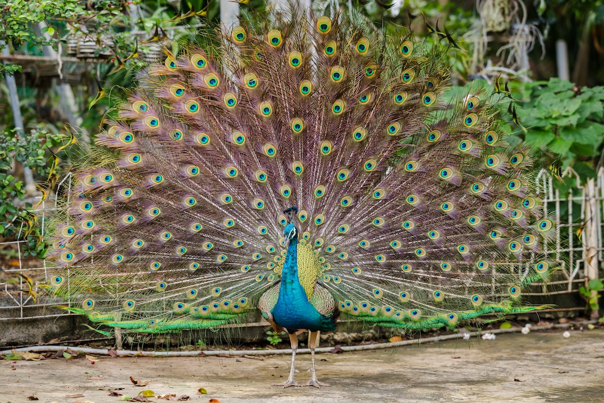 Peacock plumage display catches the eye of other males too