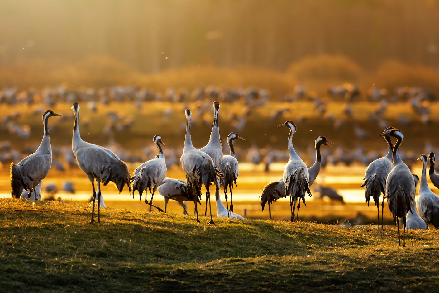 The accuracy of wildlife surveys has been put to the test