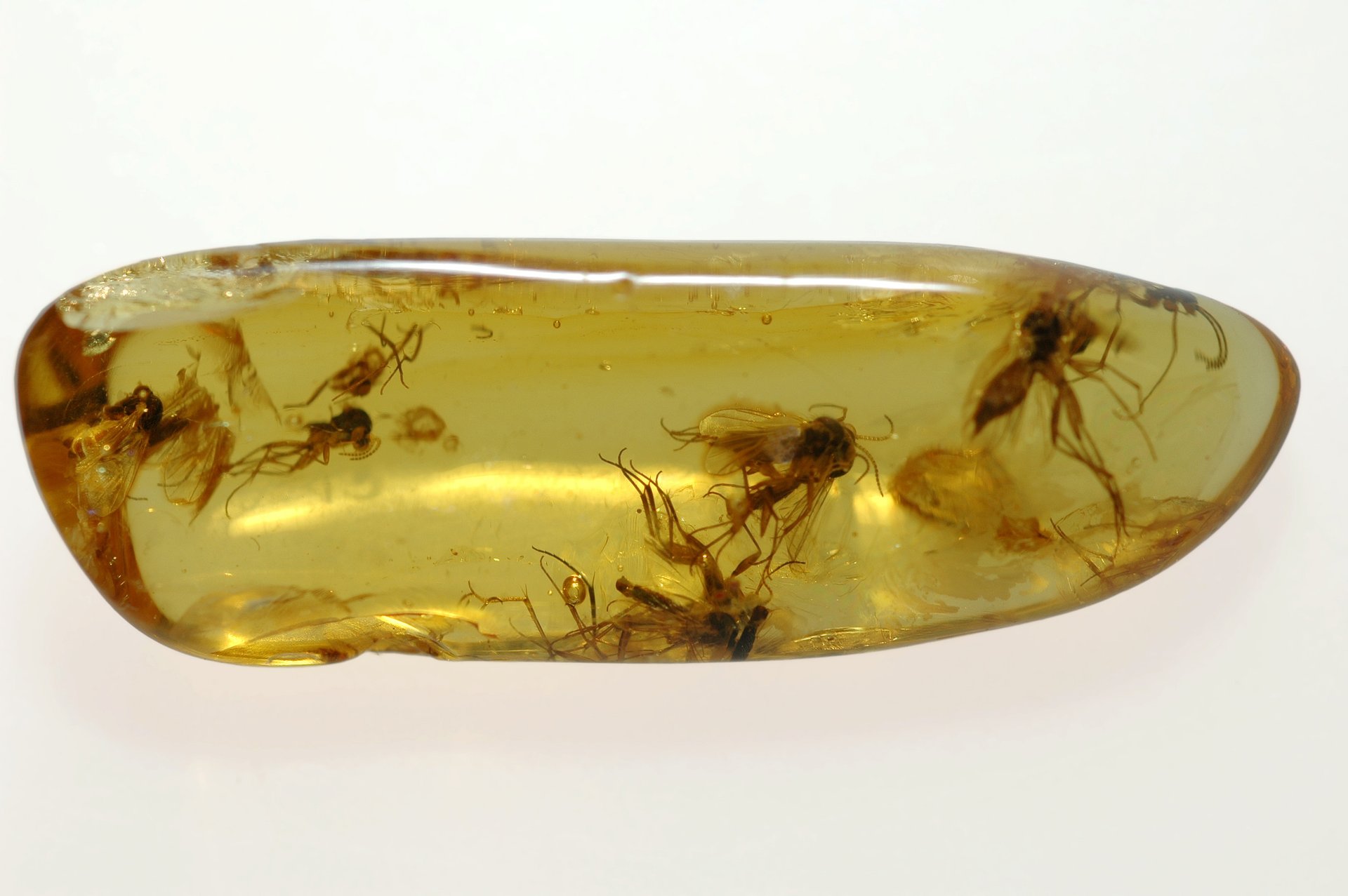 Fossilized damselflies from dinosaur era display mating rituals