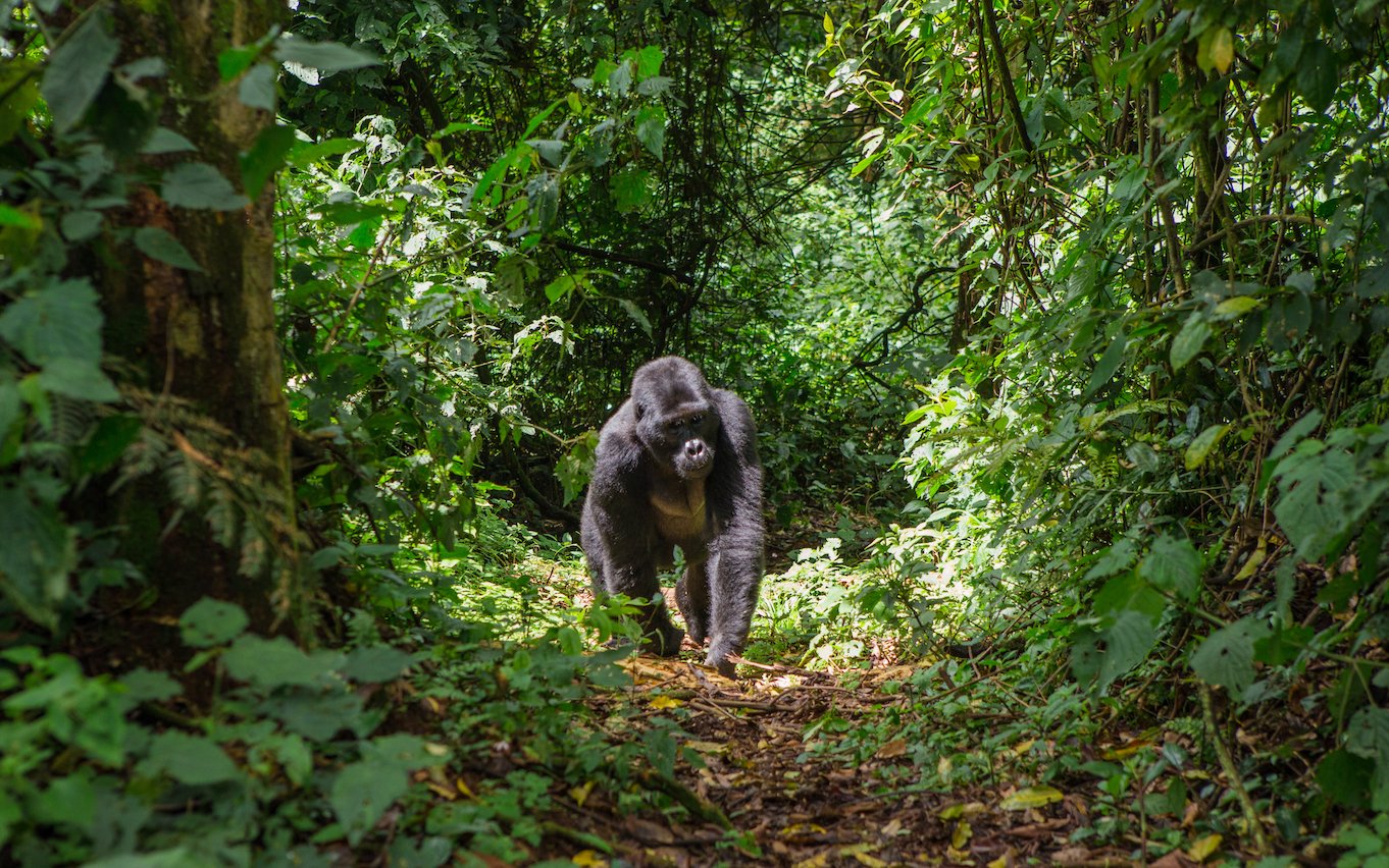Earth.com Film Review: Koko: The Gorilla Who Talks