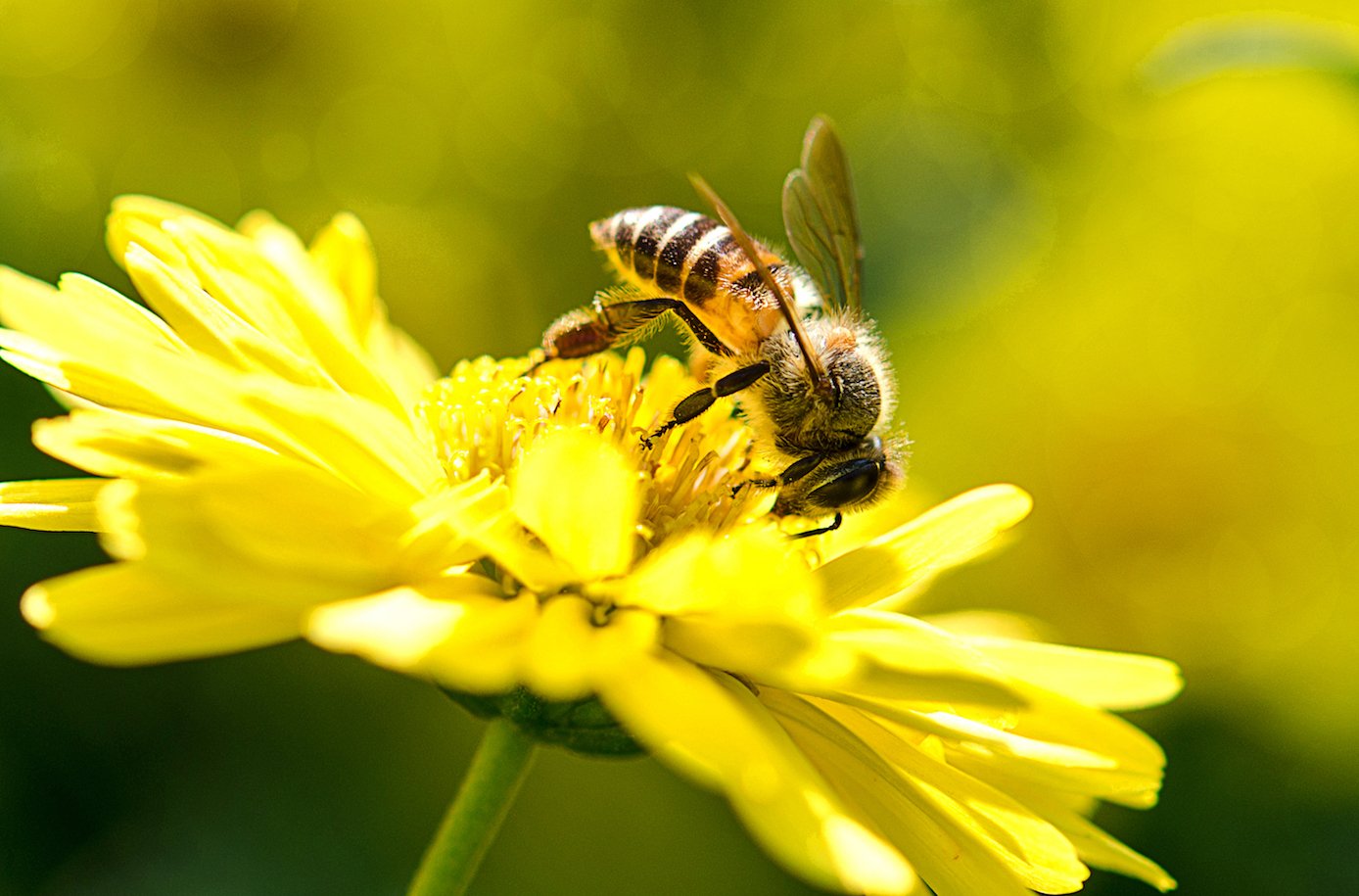 Almond-crop fungicide could cause death for honey bees