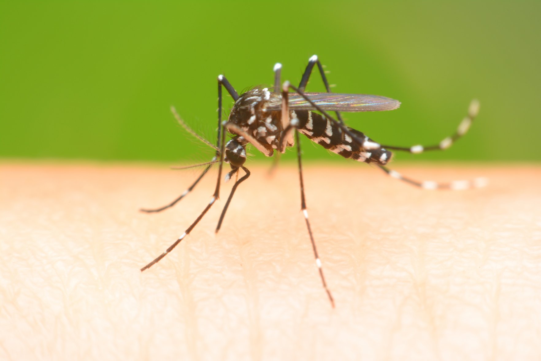 Mosquitoes target us using a second set of odor receptors