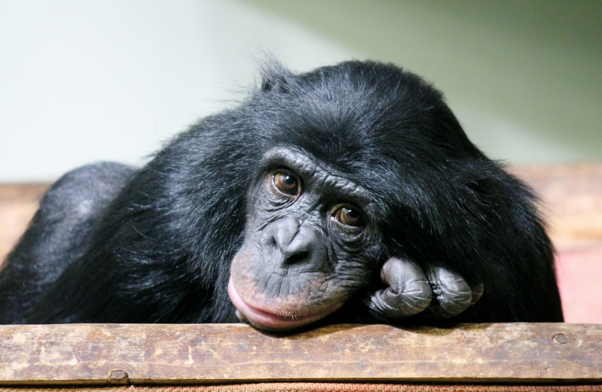 Wild chimpanzees live extra long lives
