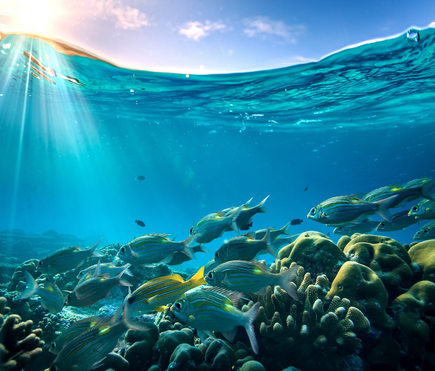 Reef fish’s heroin-like venom could be the next painkilling drug