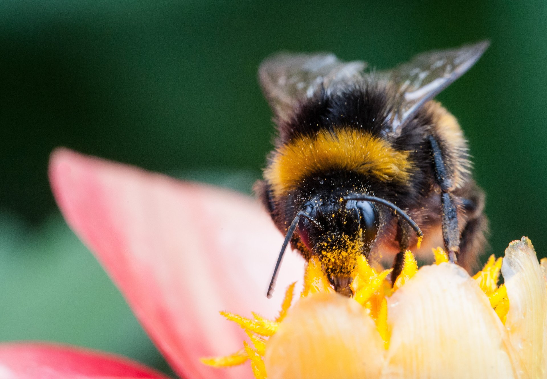 Bumblebee declared endangered after all