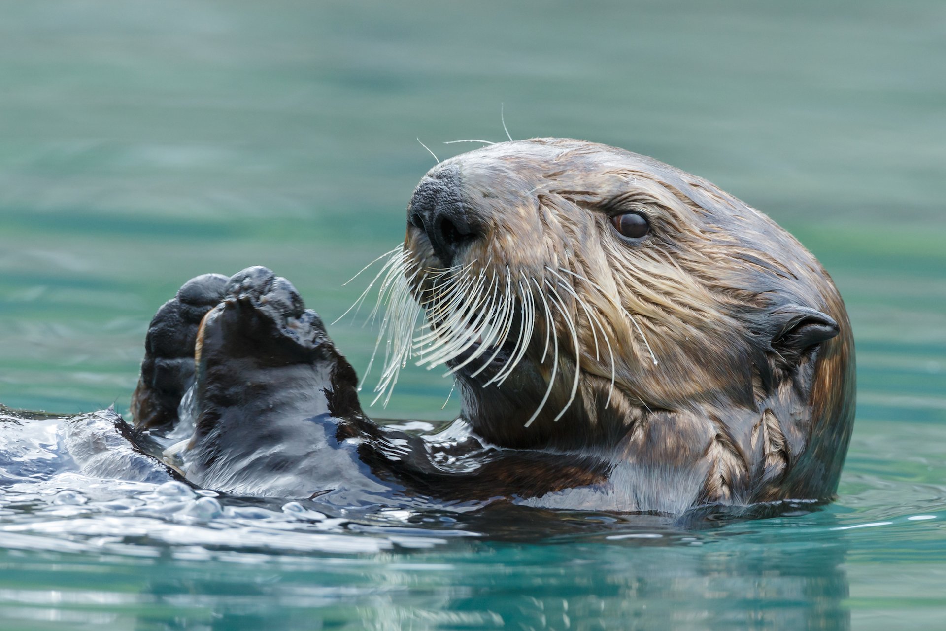 Sea otters compete with dolphins over which animal is smartest
