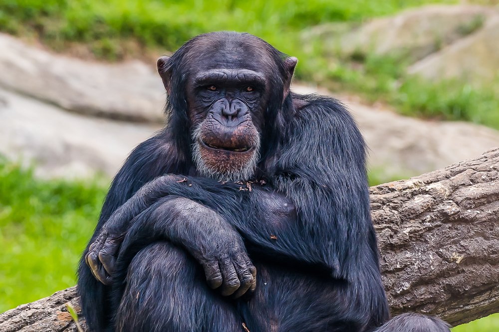 Why are primate brains so big? Anthropologists look for the answer