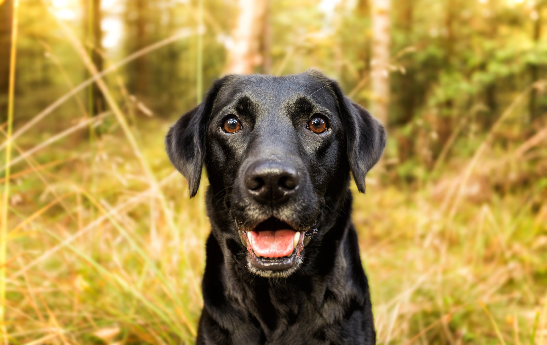 Dogs get perfect scores for sniffing out cancer cells
