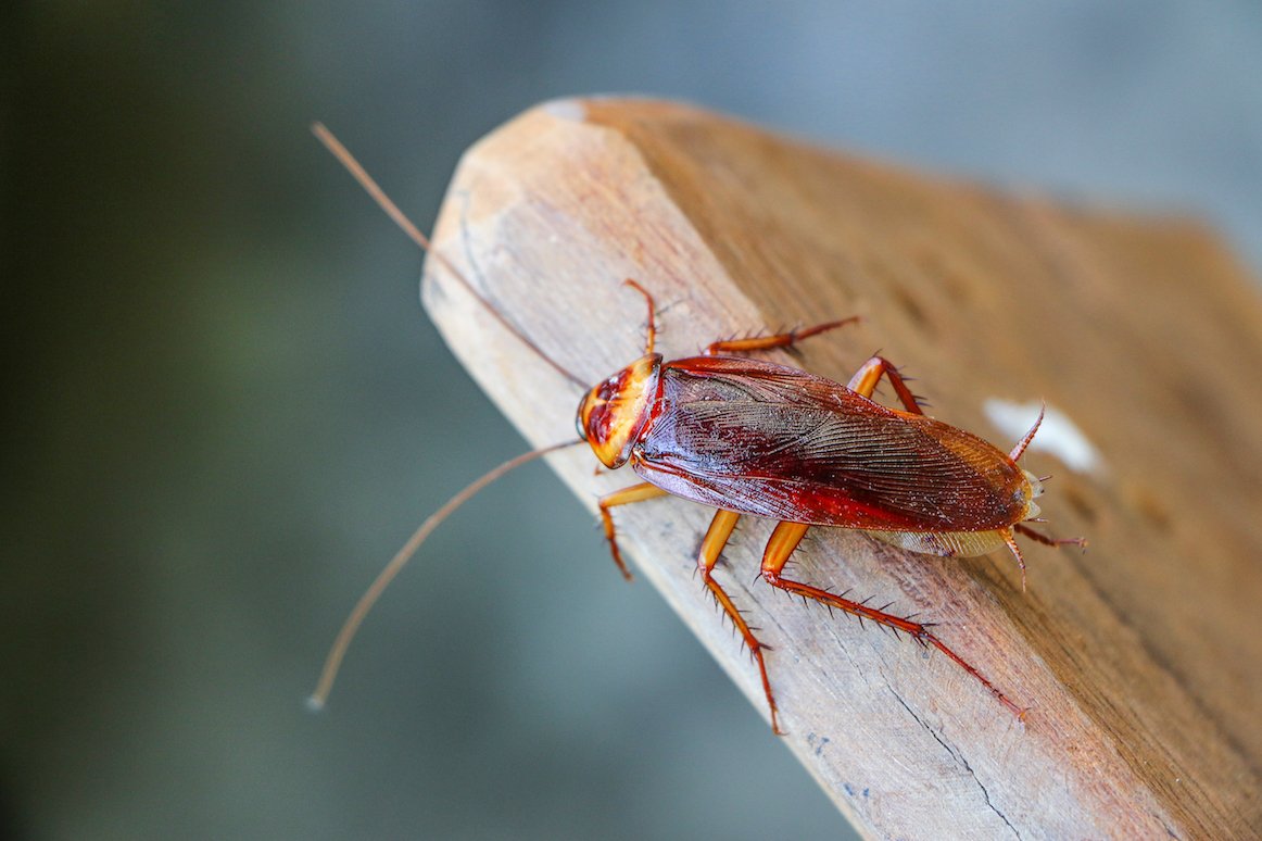 Good news! Cockroaches can even breed without males