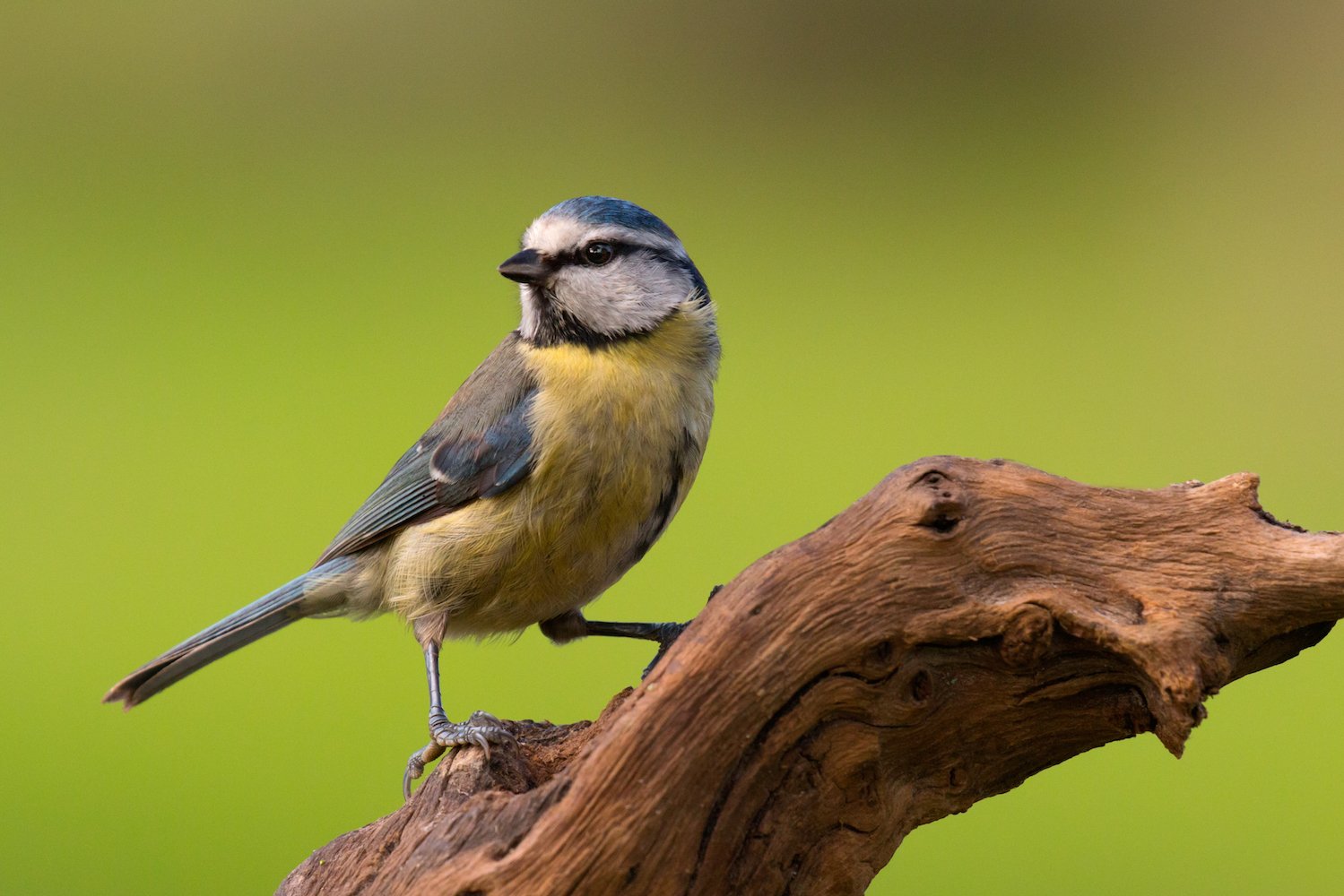 A bird’s blind spot may be directly related to beak size
