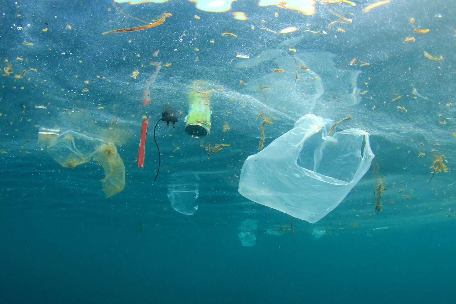 Marine litter significantly impacts all oceans and 1,220 species