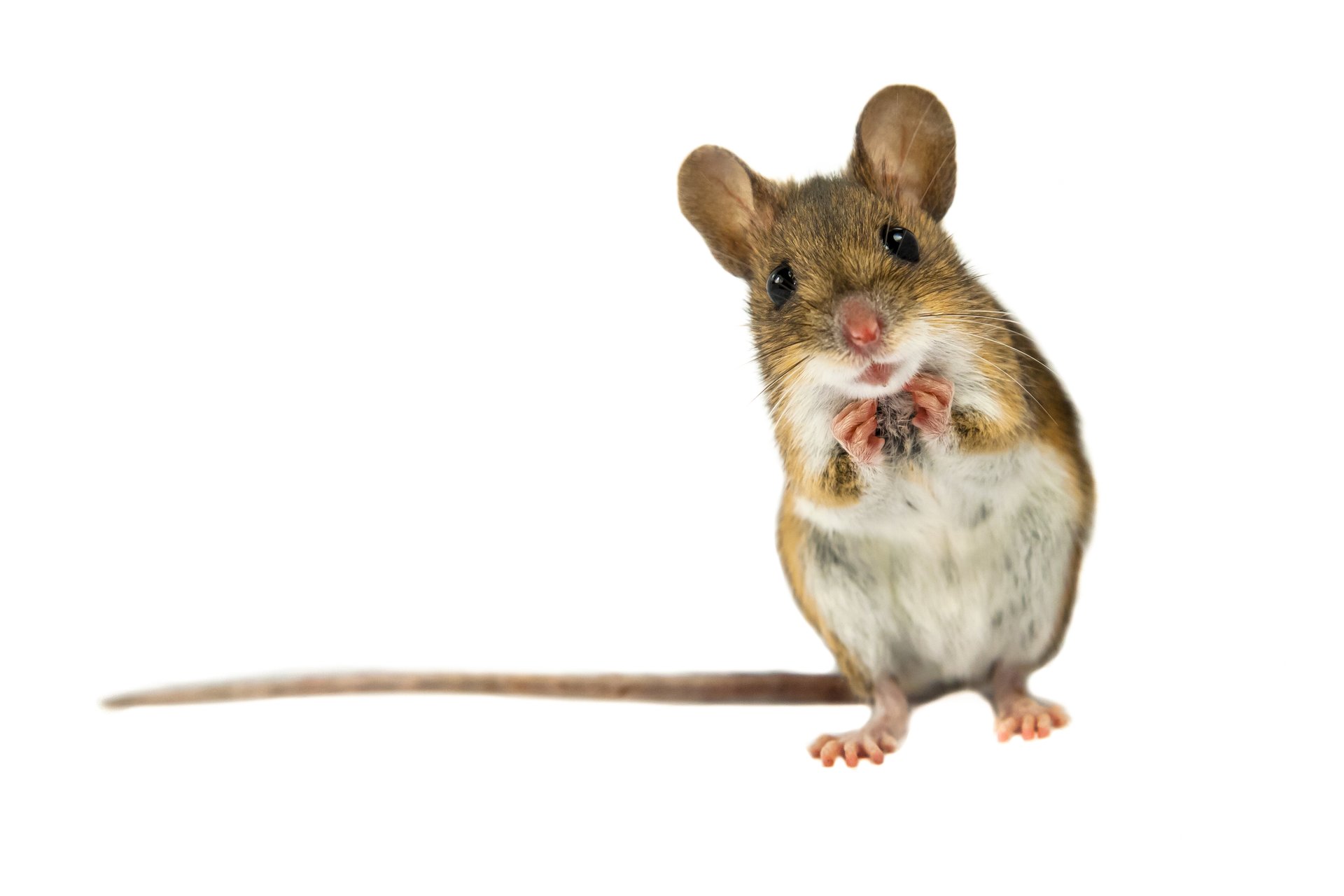 We've 'domesticated' the house mouse for 15,000 years