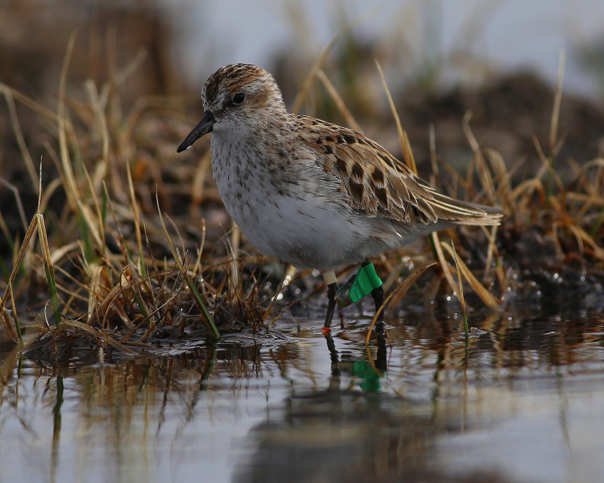 New study investigates mysterious bird population declines