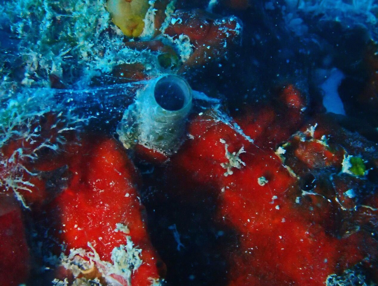 Spiderman worm-snails discovered on shipwreck in the Florida Keys