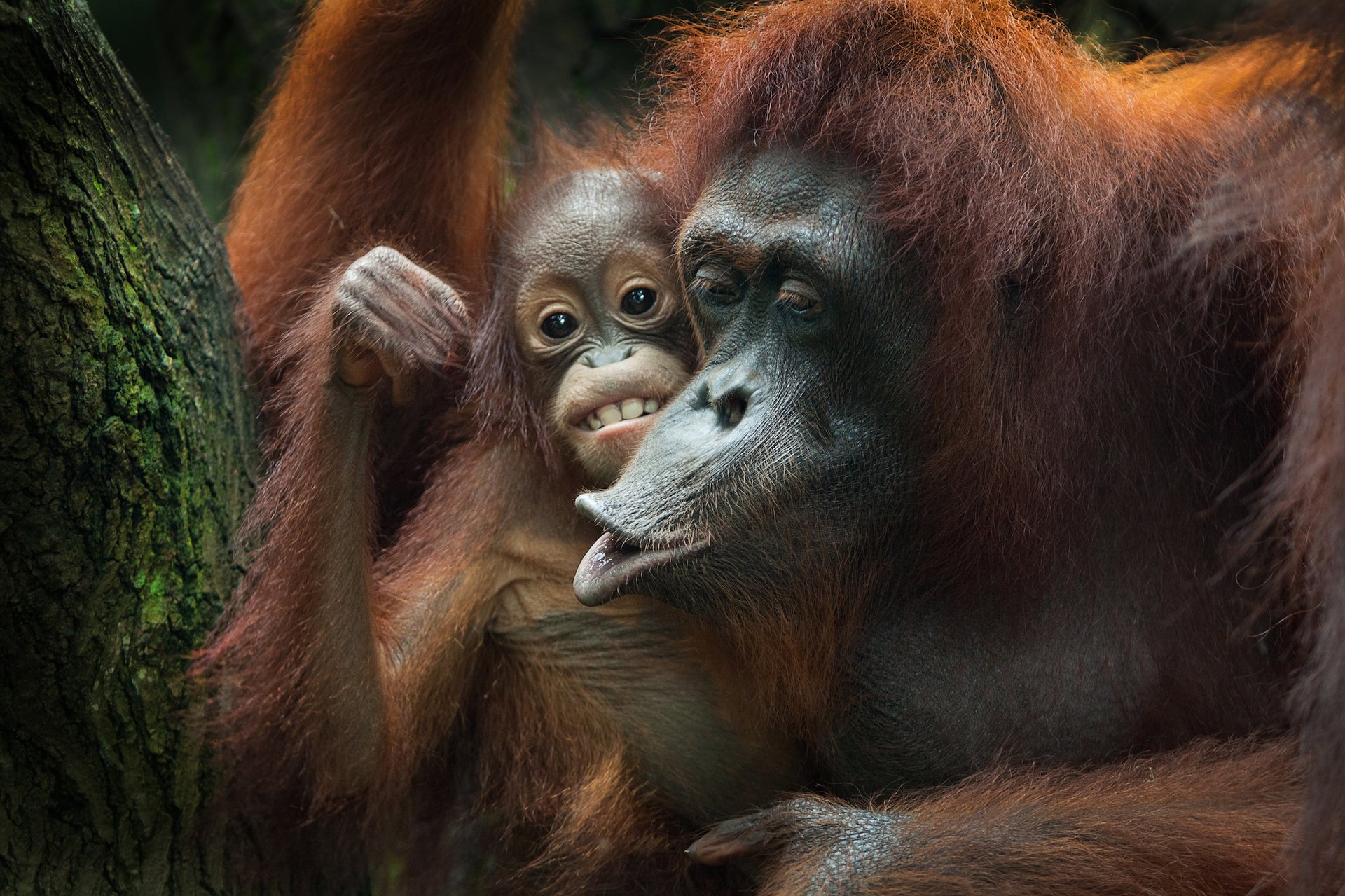 Great apes can tell the difference between true and false