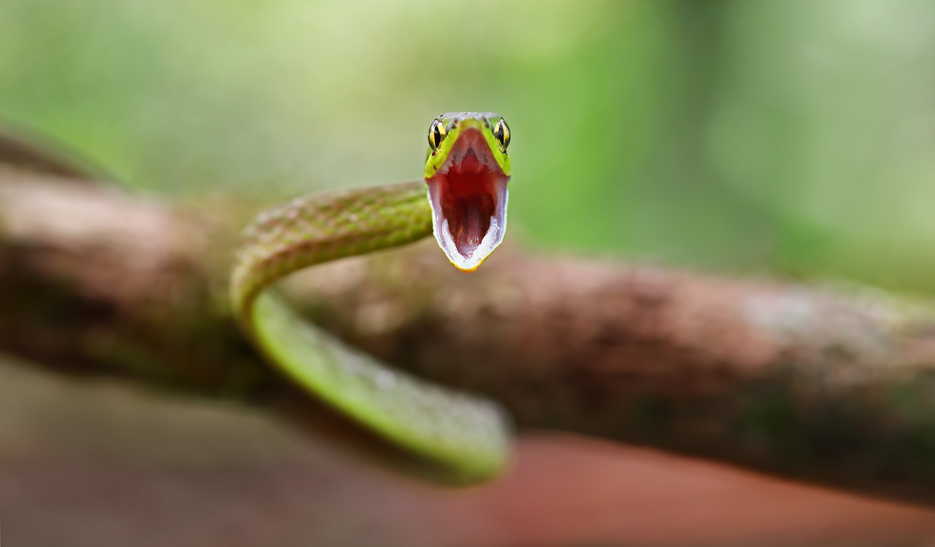 Male snakes have a wild sex drive that makes them age faster