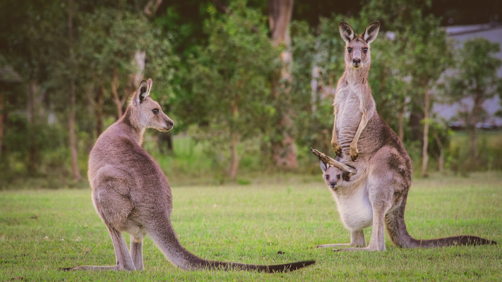 Kangaroos do better when they live at home for longer