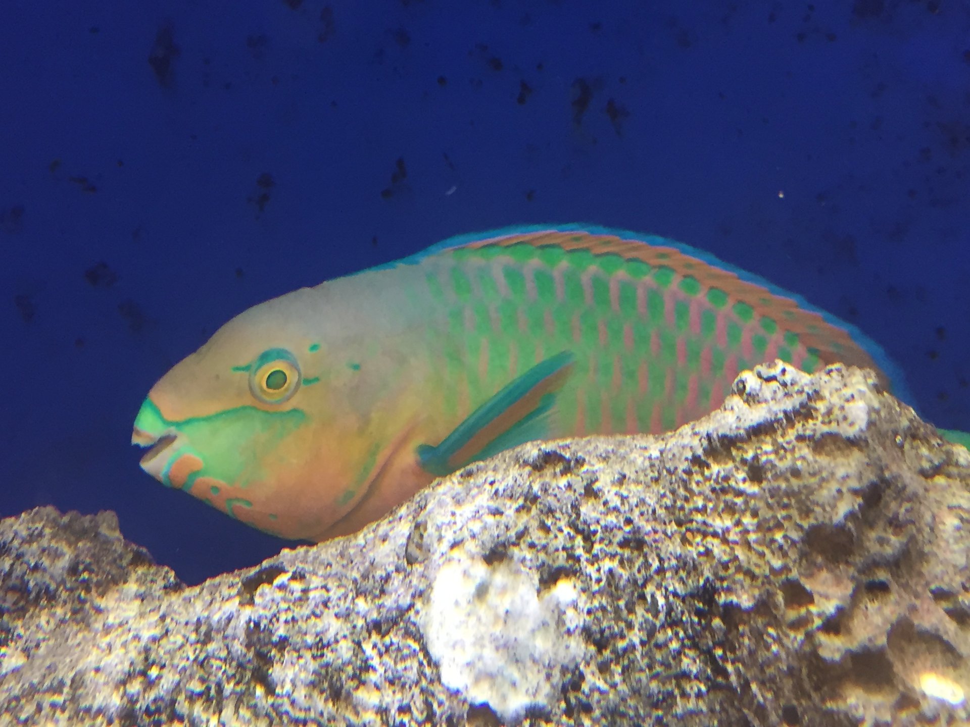 Fish nervous systems evolved along with fin design