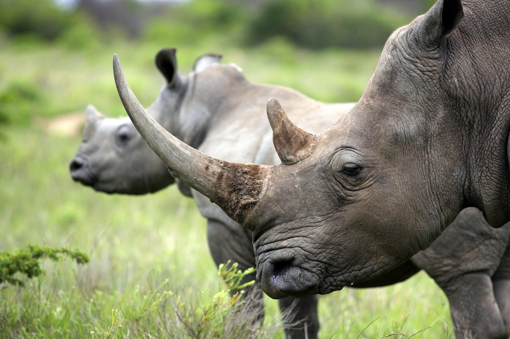 Rhinoceros horns worth $3 million seized in Malaysian airport
