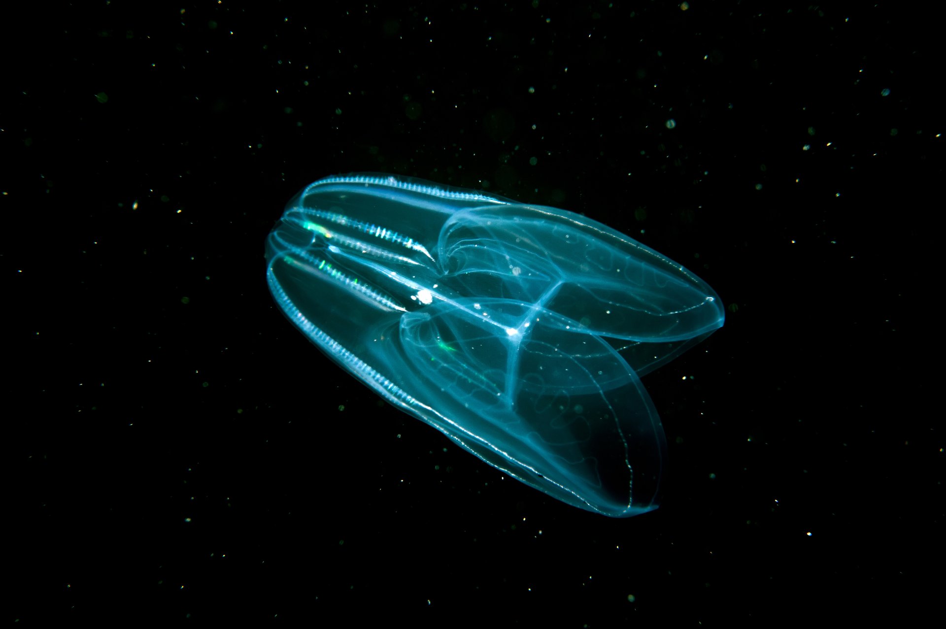 Marine jellies were the first animals, not sea sponges