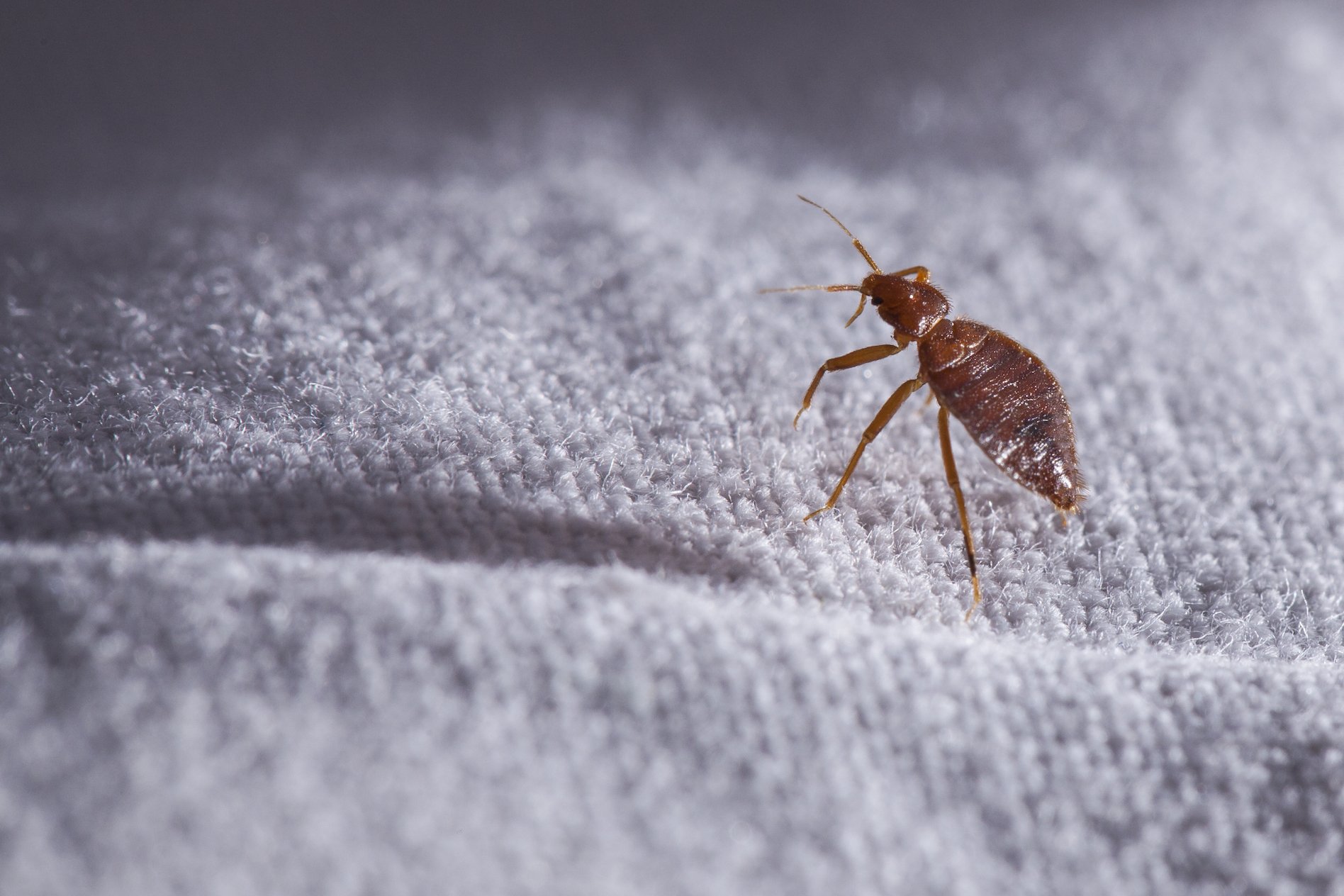 Bed bugs becoming increasingly resistant to insecticides