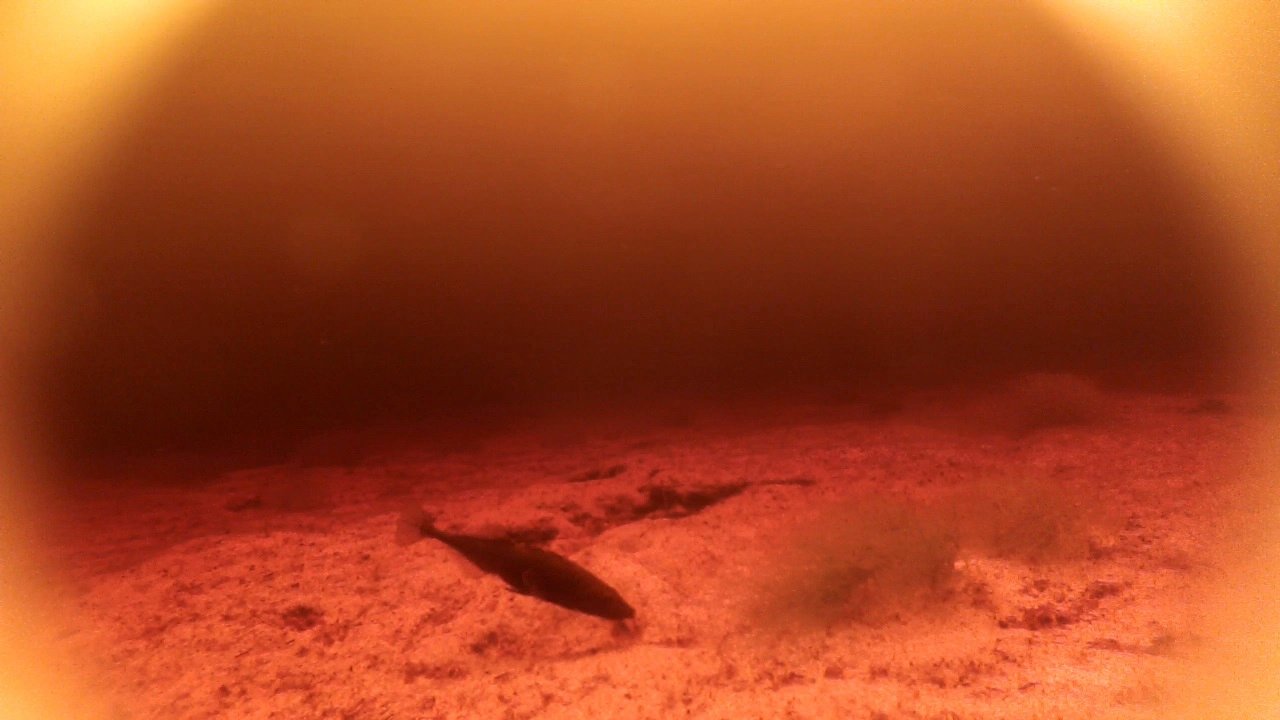 Fish converge in evolution to assimilate to dark water