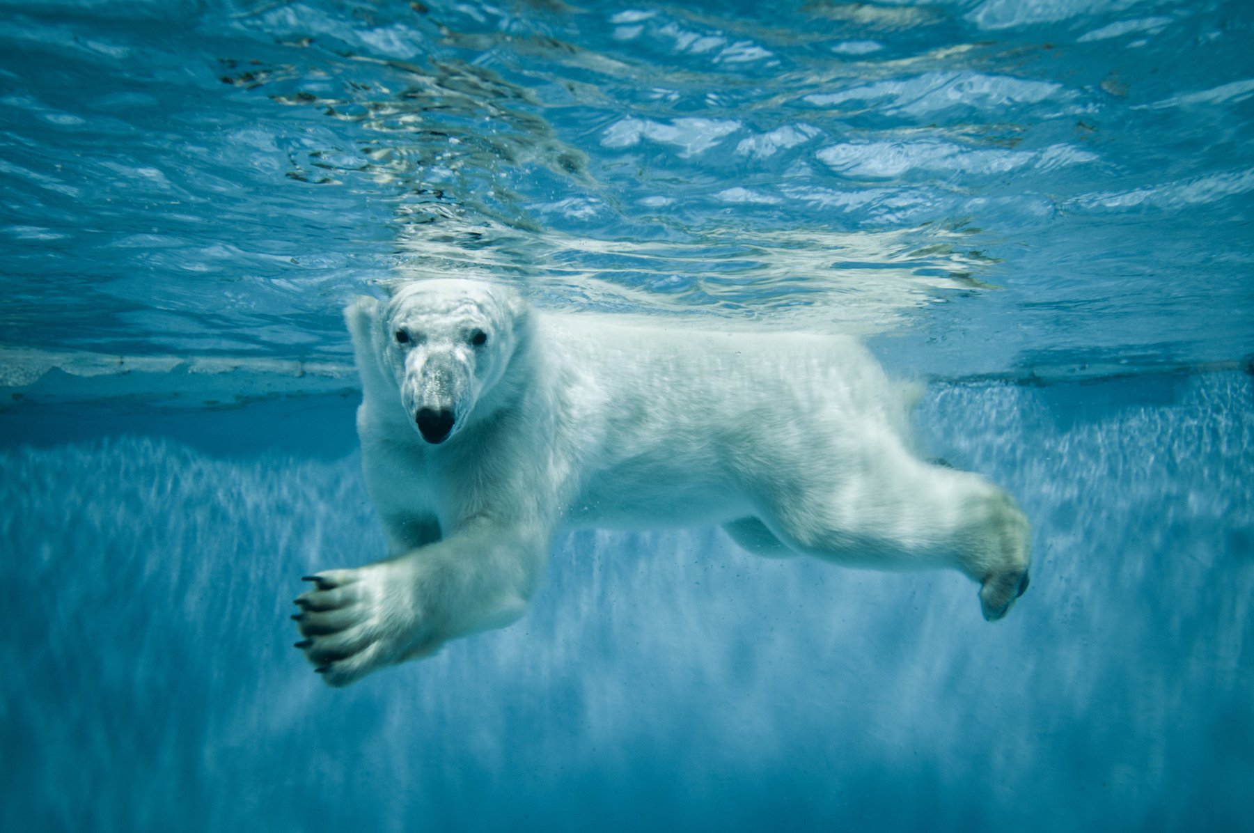 The secret weapon behind the hunting tactics of polar bears