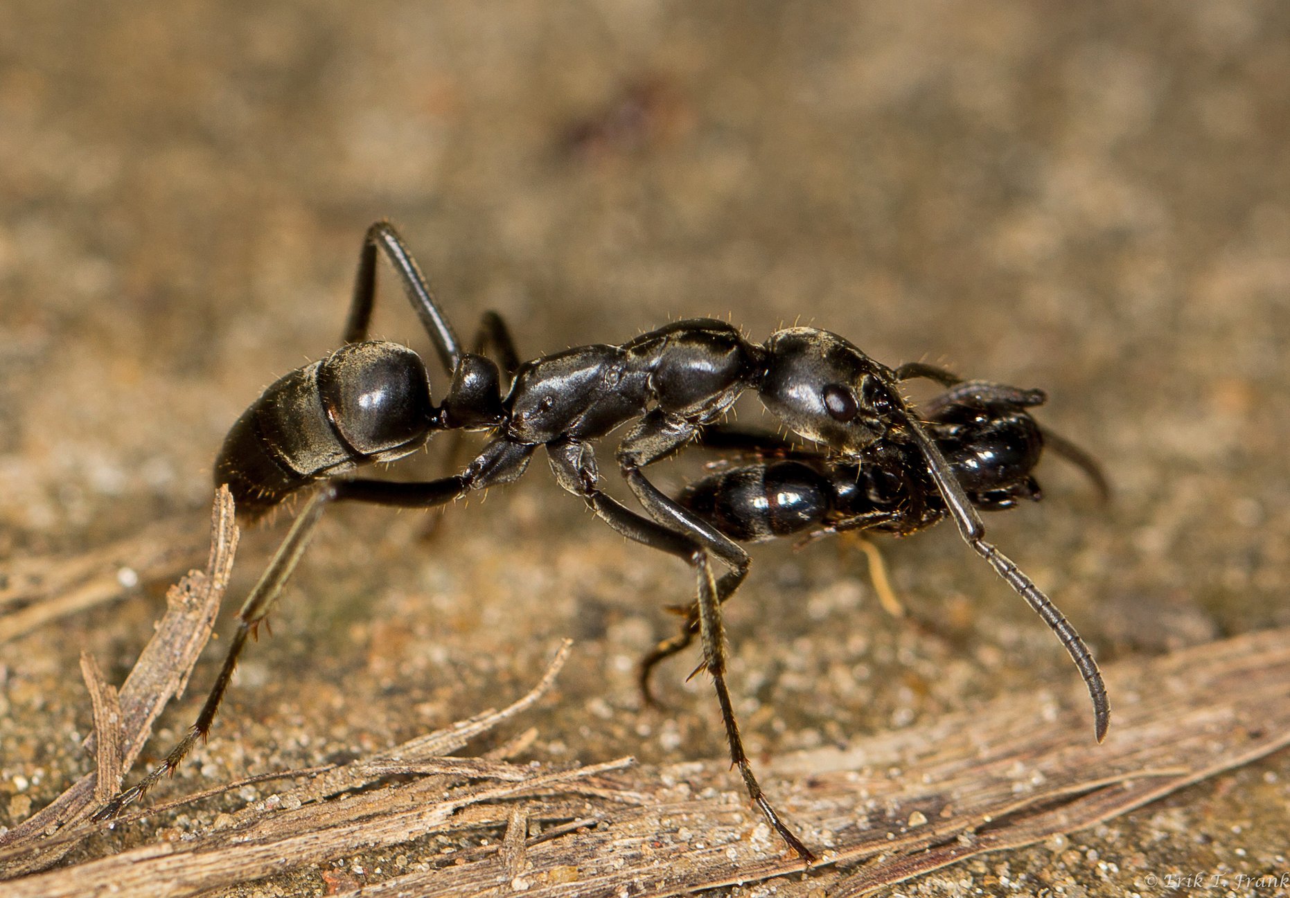 Ants have each other’s backs and rescue their injured