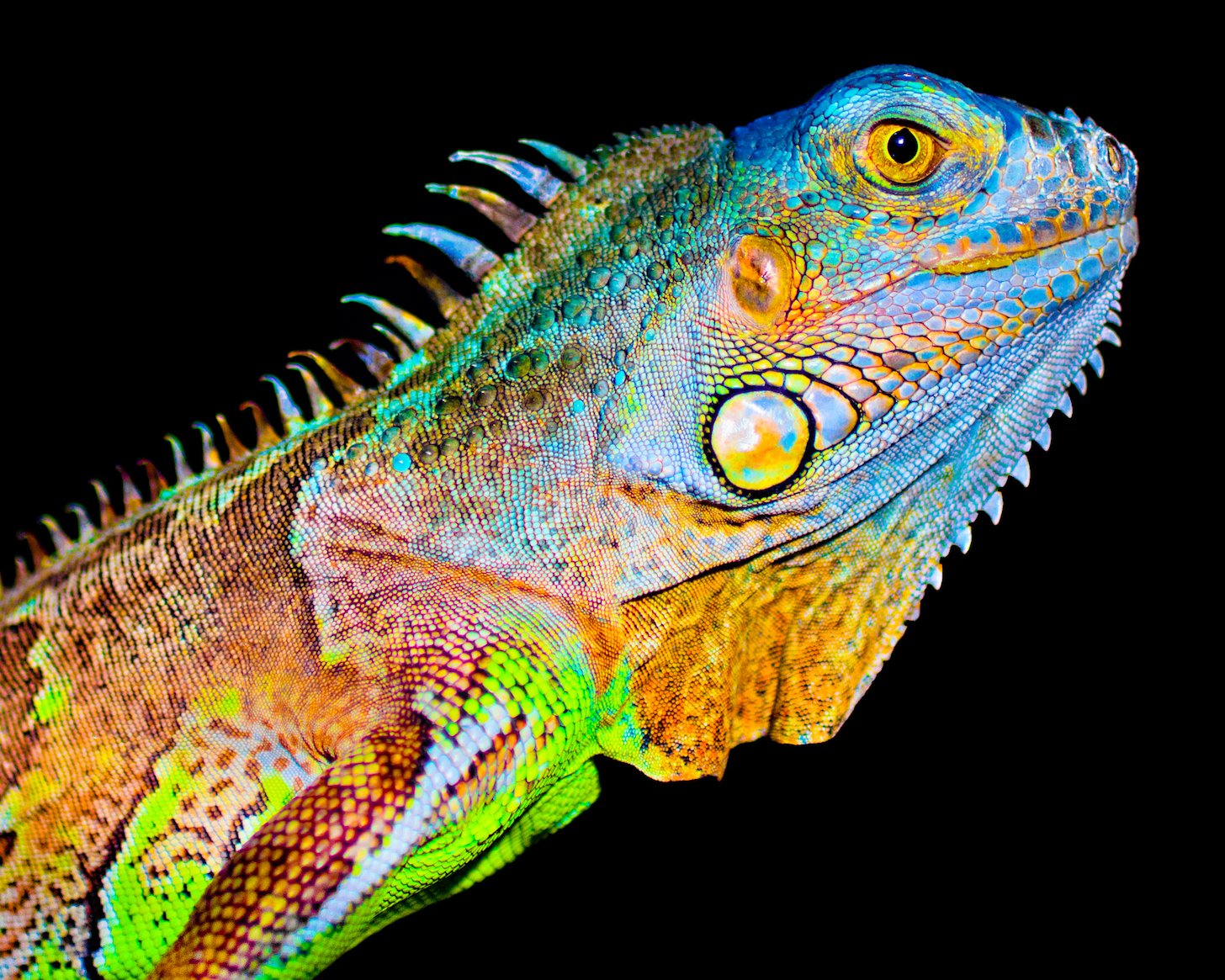 The real reasons behind the changing skin patterns of lizards