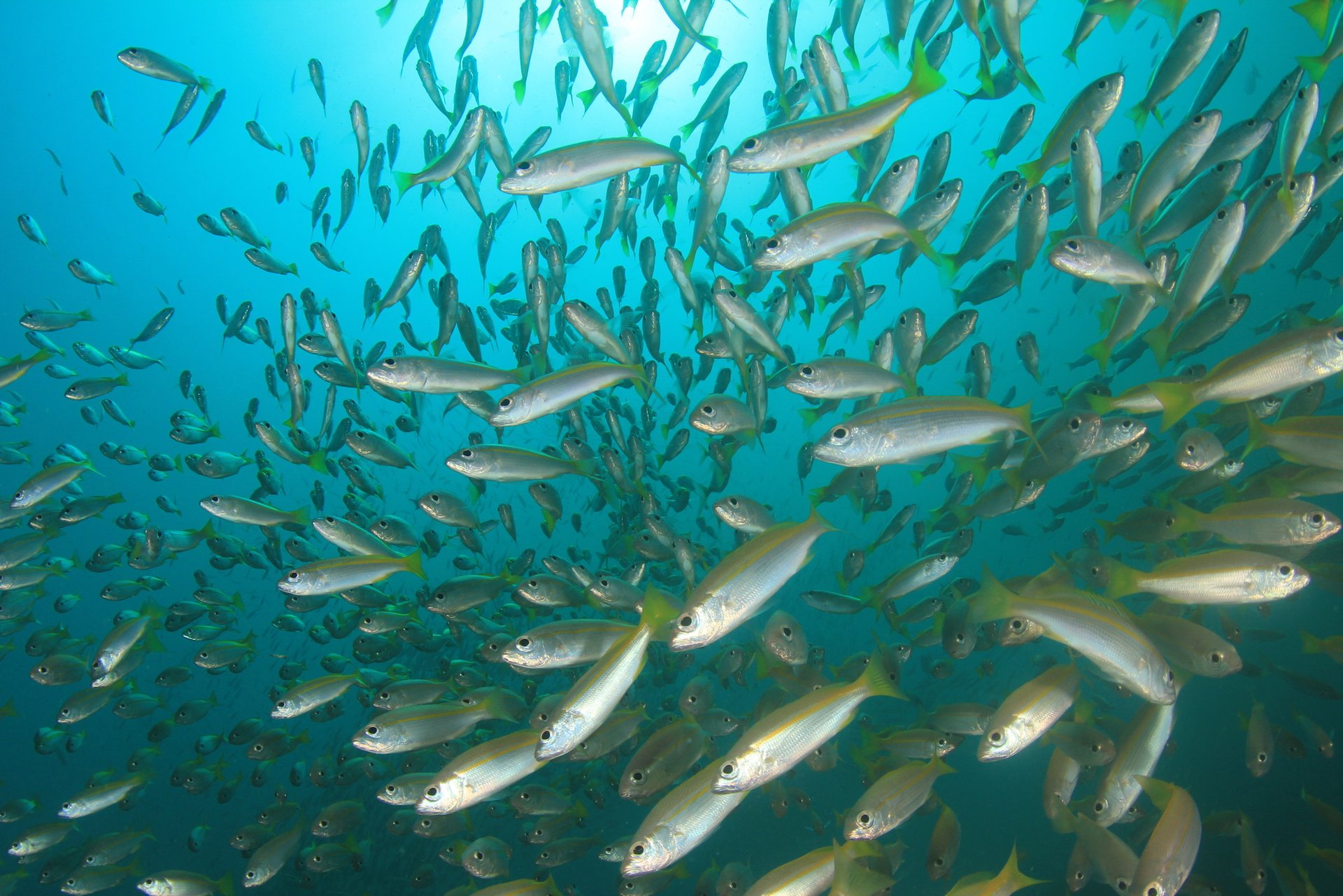 DNA samples shed light on fish migration patterns