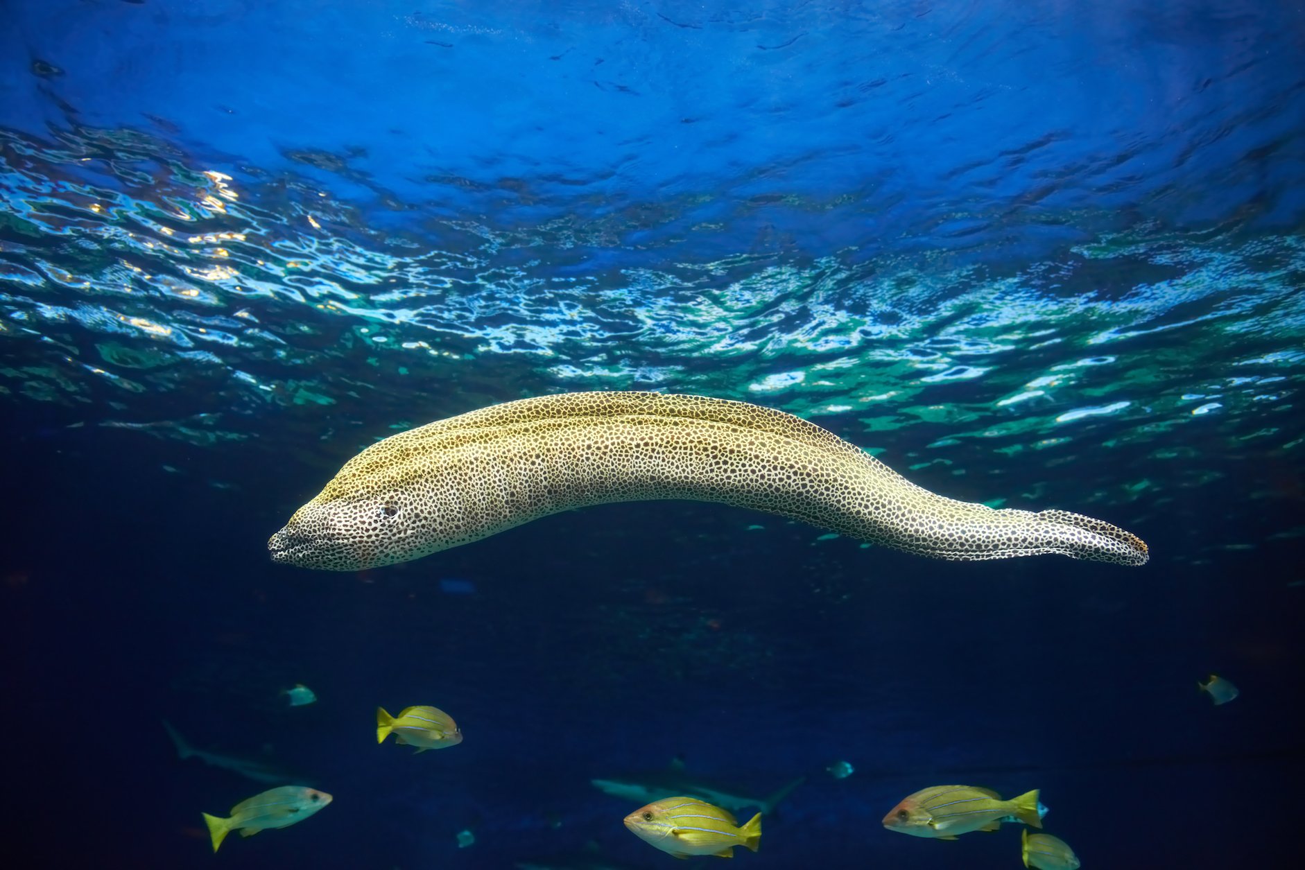 Young eels use magnetic “sixth sense” to find the Gulf Stream