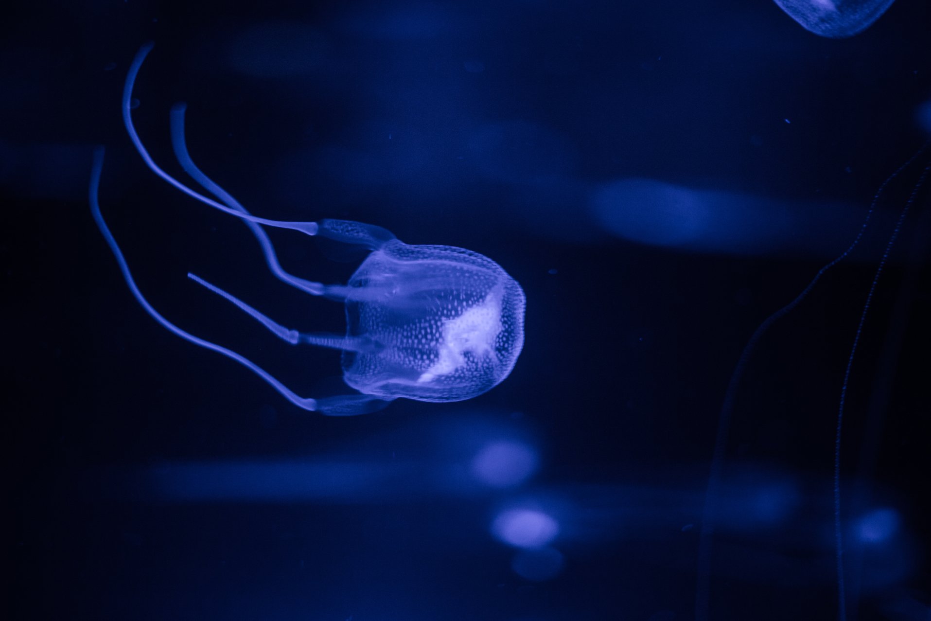 This stinging jellyfish has been invading East Coast beaches