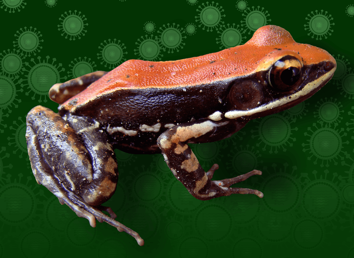 How frog slime could actually help you fight the flu