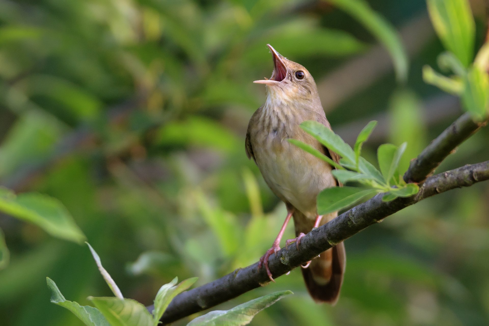 Is traffic noise causing birds to stop singing?
