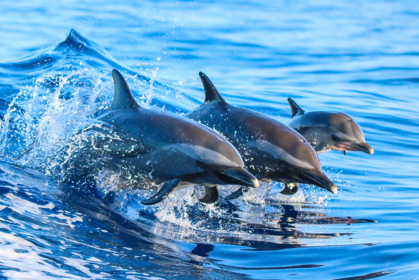 Late bloomer dolphins are especially at risk in tuna fisheries