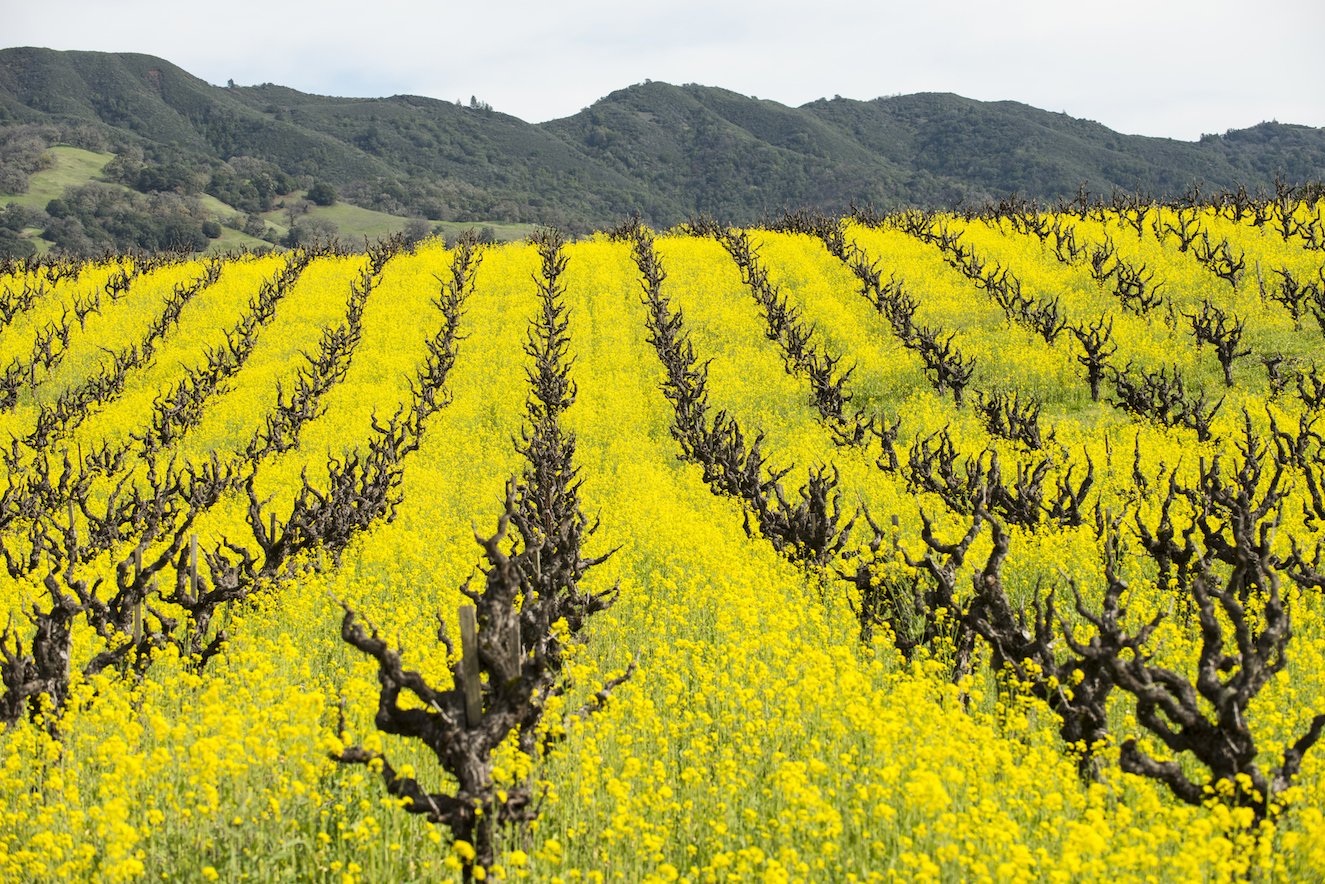 Using cover crops may help reduce effects of climate change