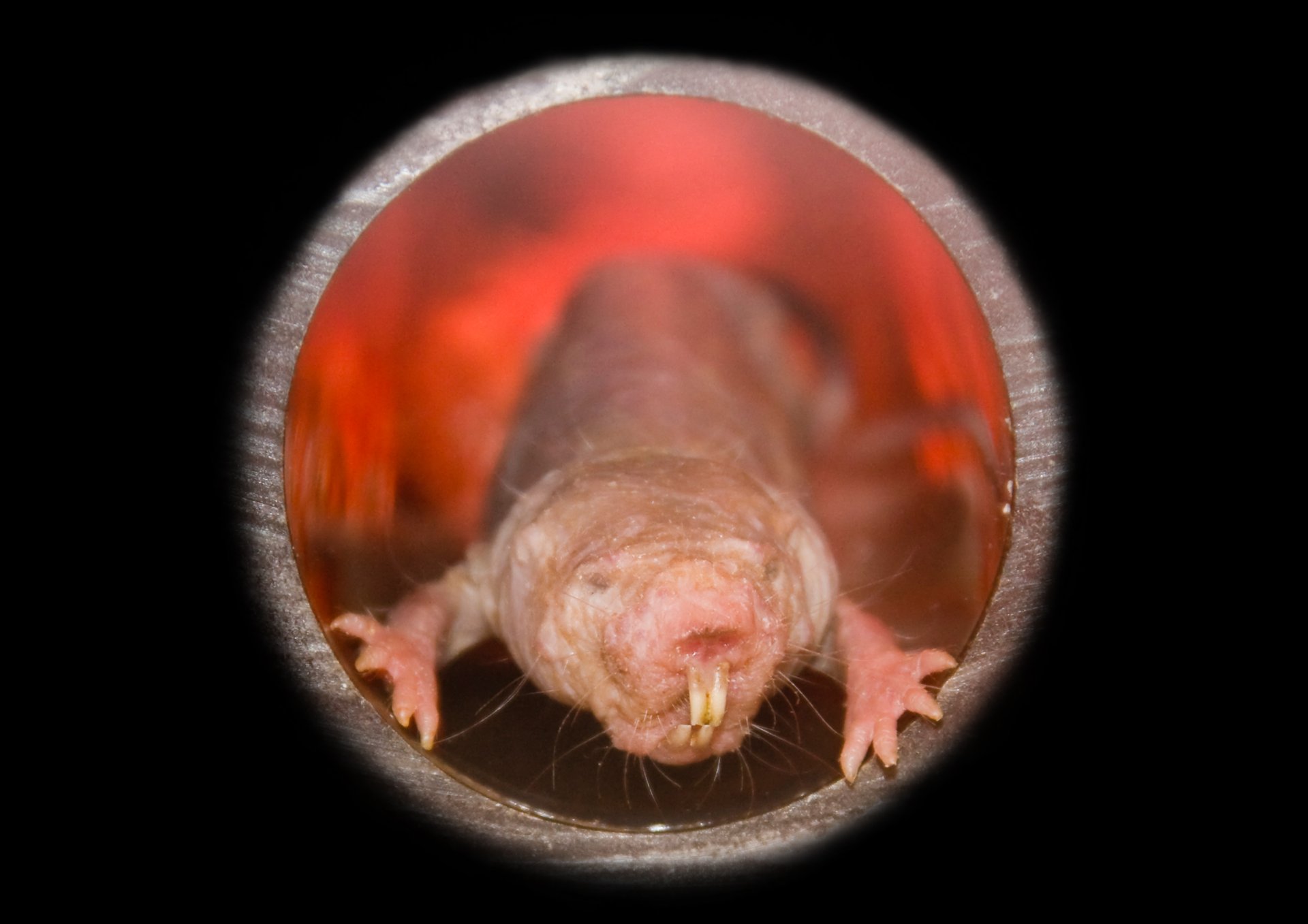 How naked mole-rats can turn into plants when low on food