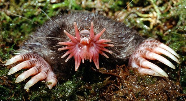 Star-nosed moles might be the most interesting mammals on Earth
