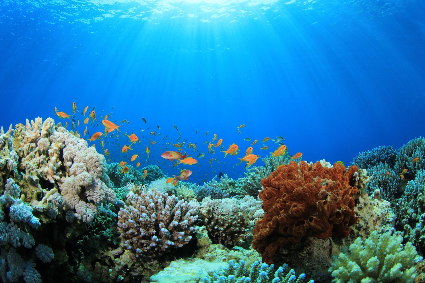 Coral reefs threatened by seafloor erosion, study finds