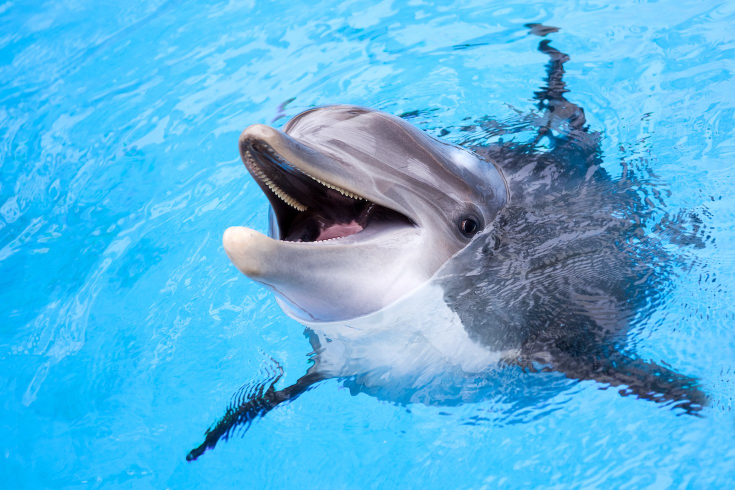 Dolphins doin’ it: the science of dolphin sex